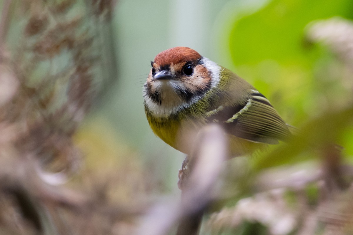 Rufous-crowned Tody-Flycatcher - ML390199231