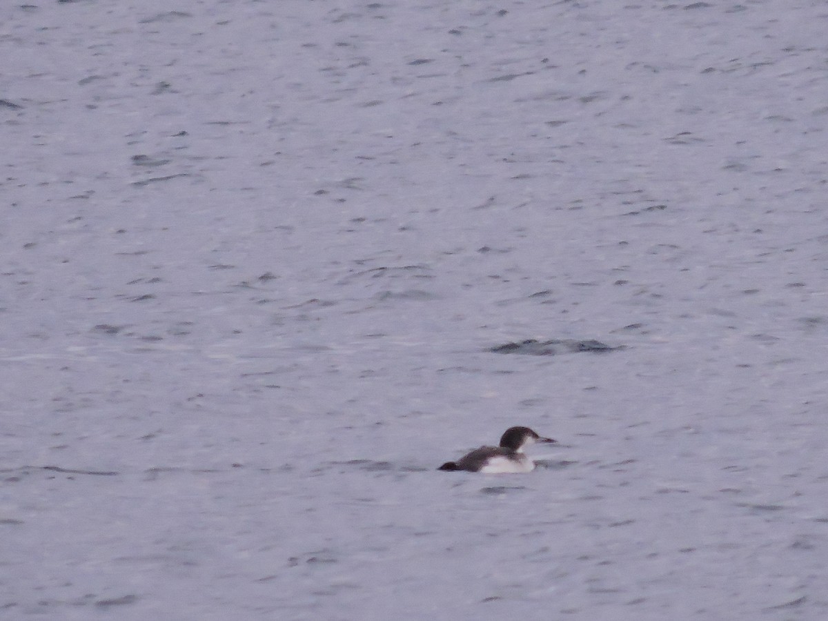 Common Loon - ML39020151