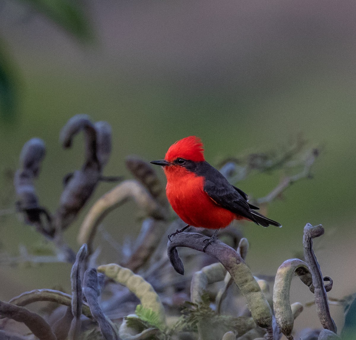 Vermilion Flycatcher - ML390201551