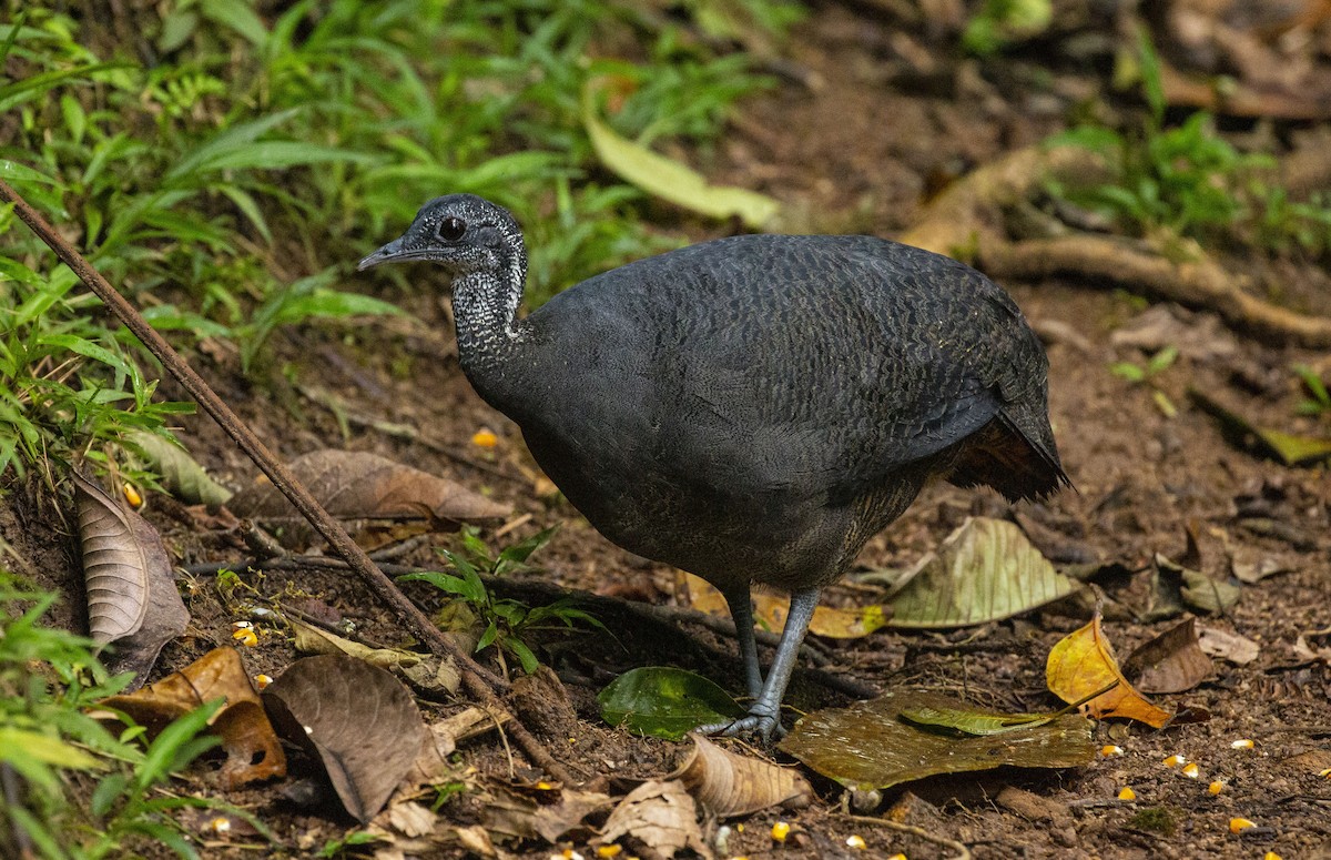 Gray Tinamou - Mike Austin