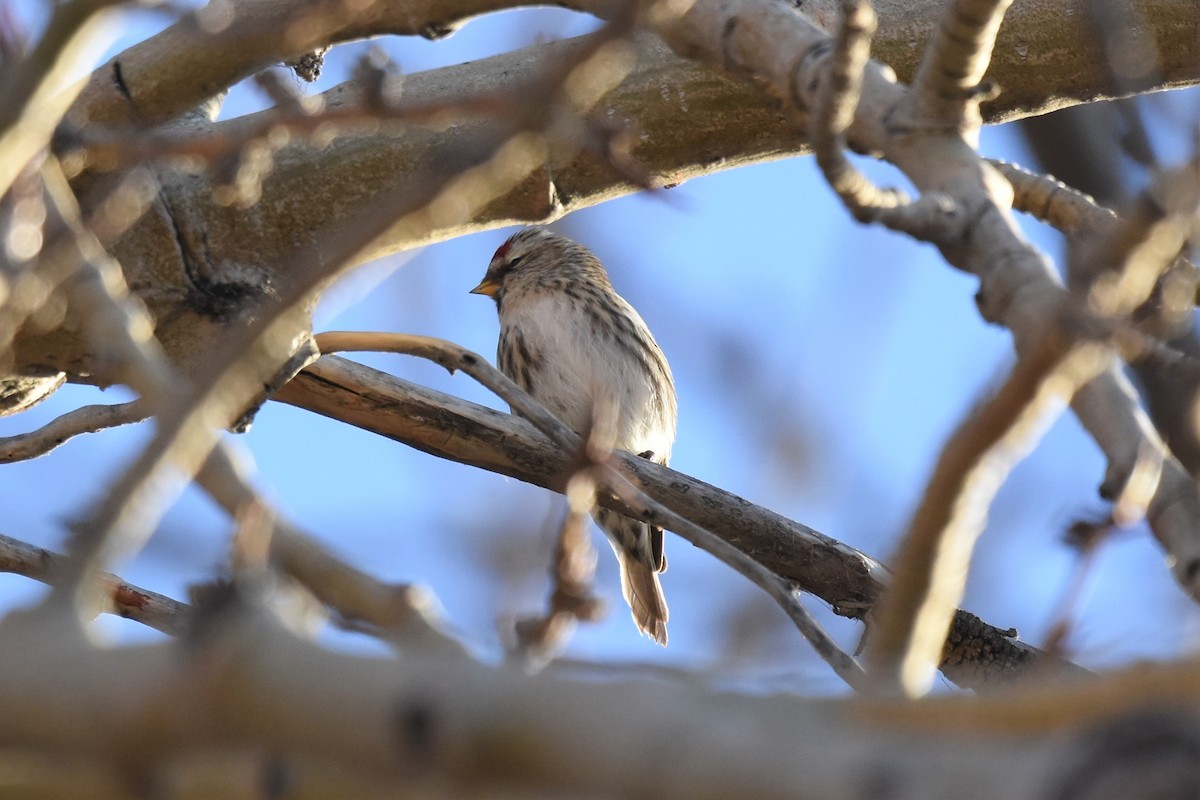 Common Redpoll - ML390204291