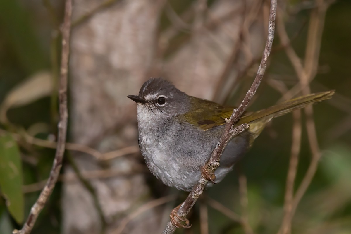 Olivflanken-Waldsänger - ML390205781