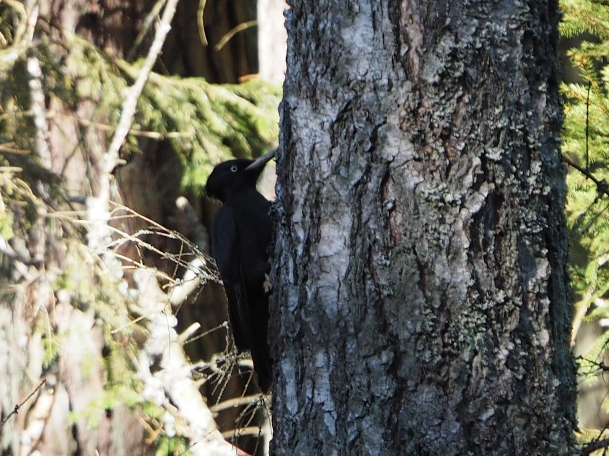 Black Woodpecker - Selvino de Kort