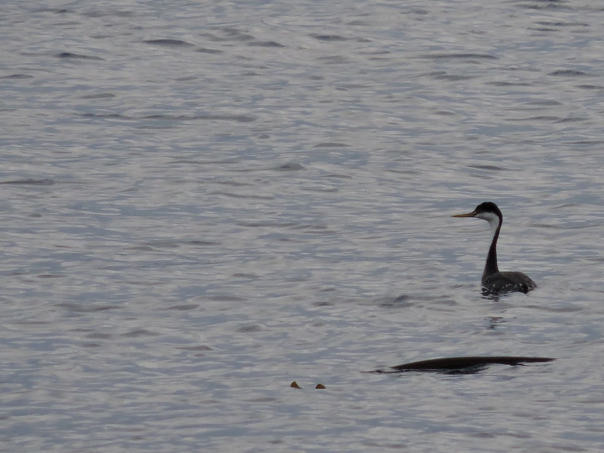 Western Grebe - ML39020801