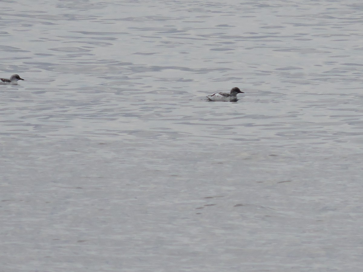 Pigeon Guillemot - ML39021041