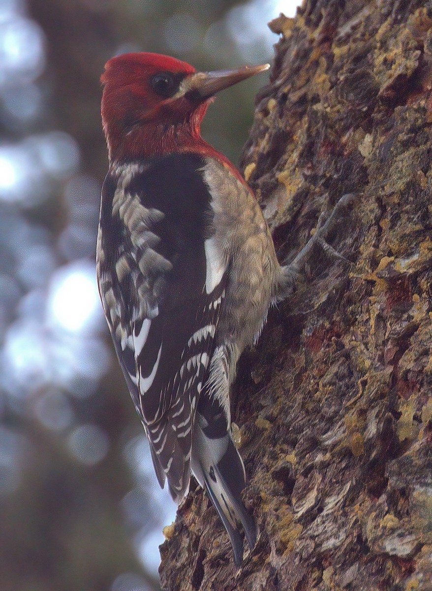 Red-breasted Sapsucker - ML390211401