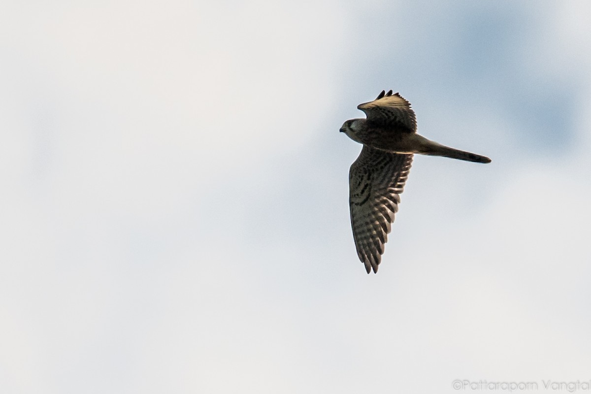 Eurasian Kestrel - Pattaraporn Vangtal