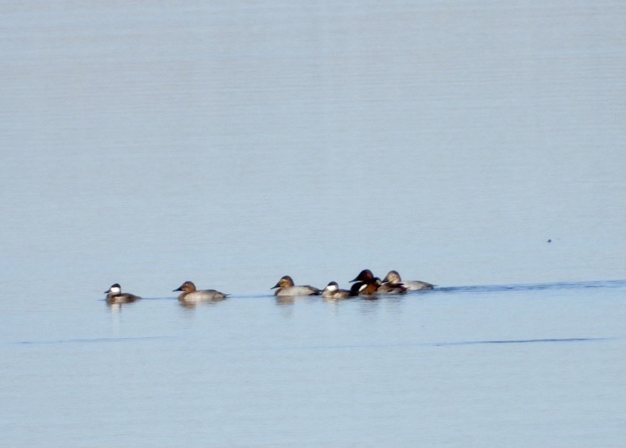 Canvasback - Christopher Daniels