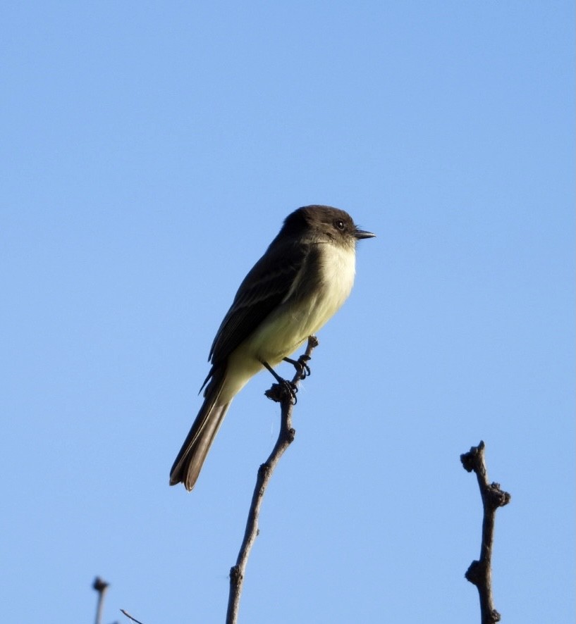 Eastern Phoebe - ML390212221