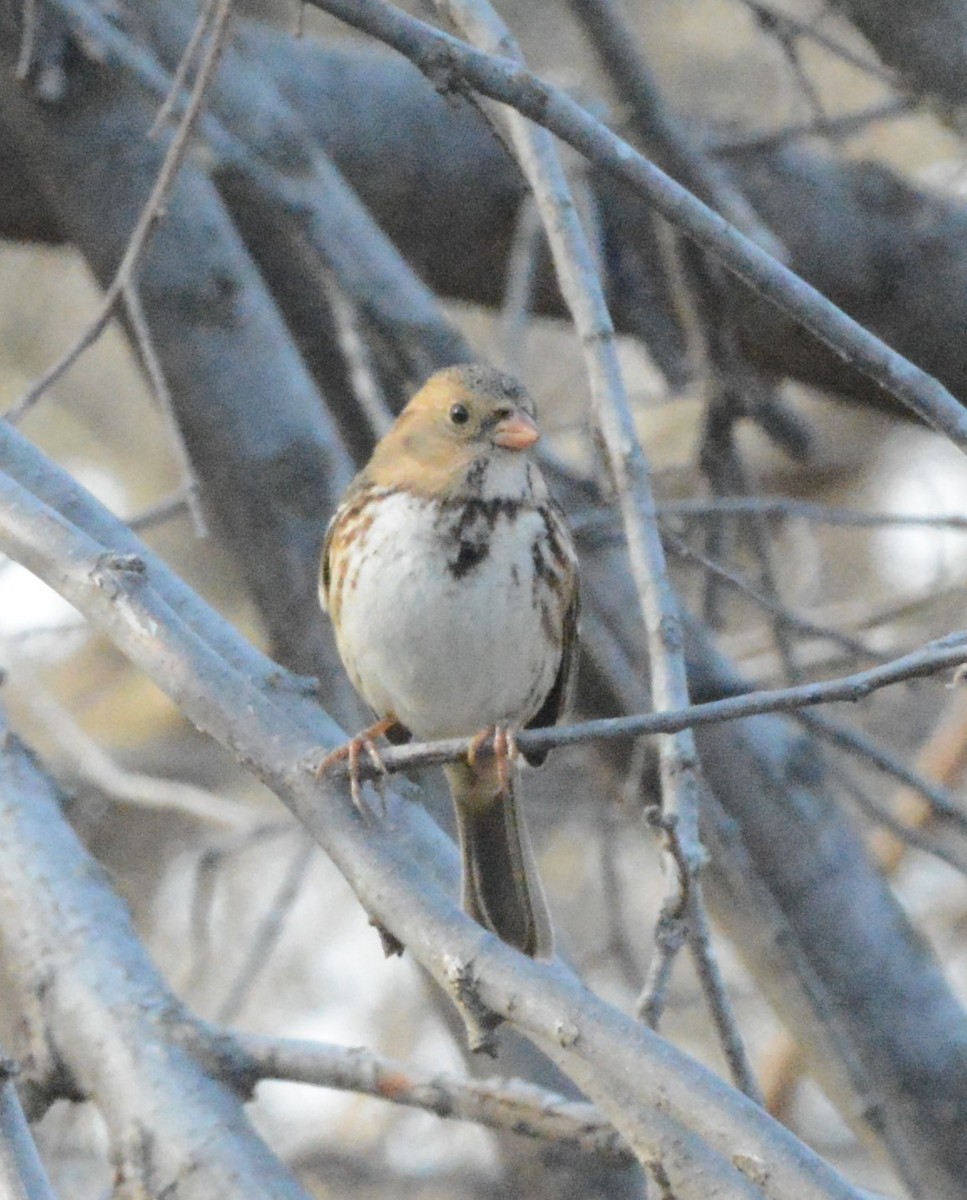 Harris's Sparrow - ML390216171