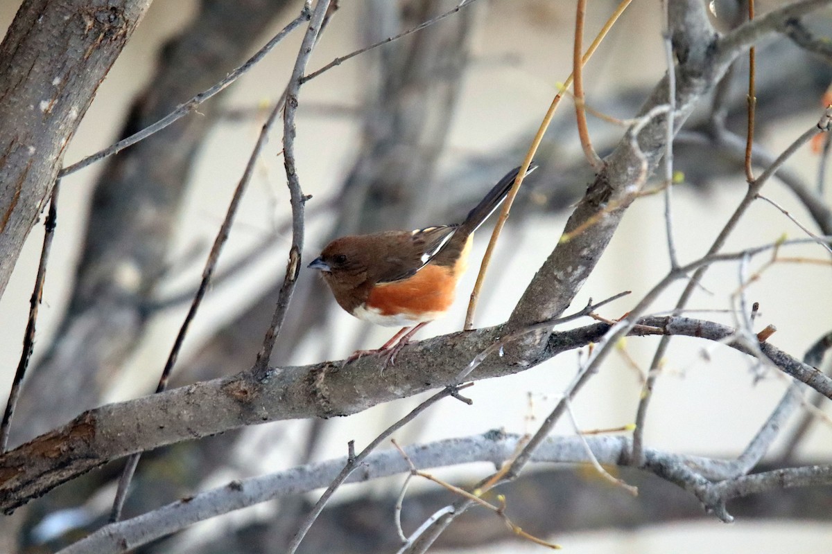 Eastern Towhee - ML390217591