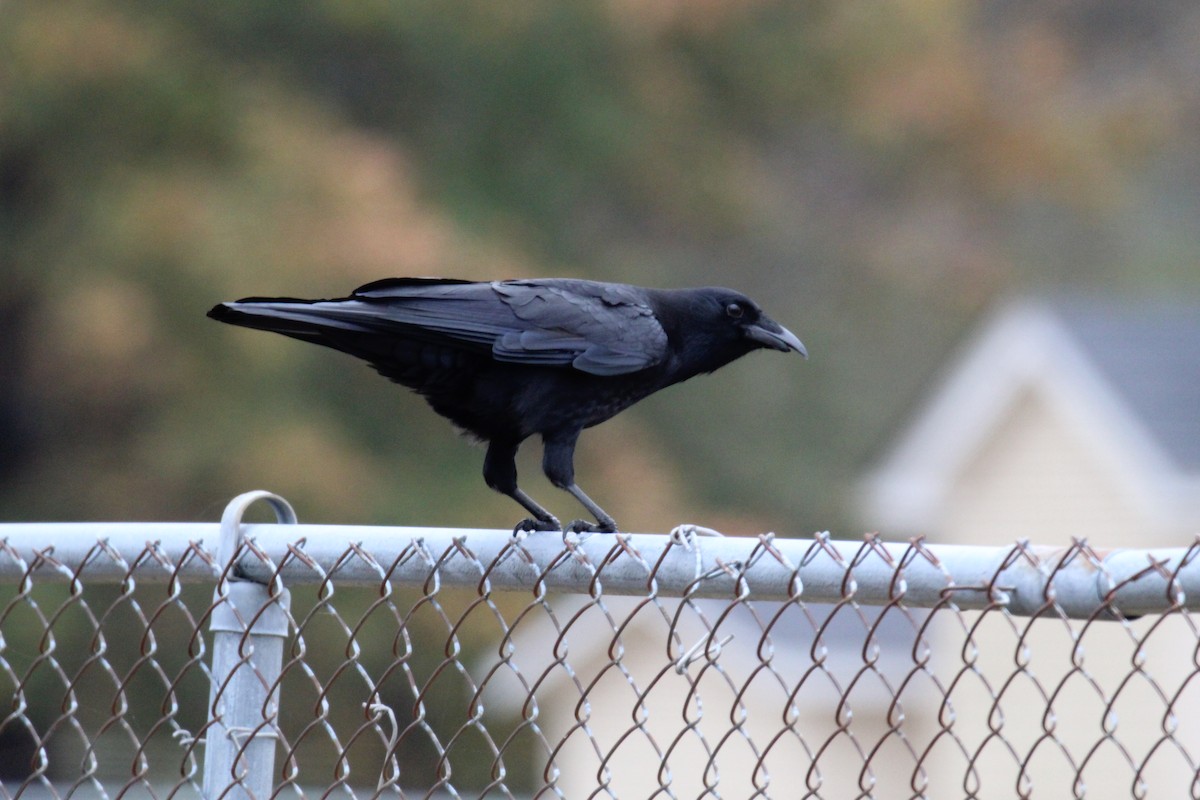 American Crow - ML390218271