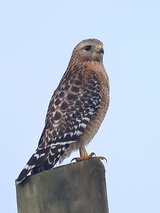 Red-shouldered Hawk - ML390219211