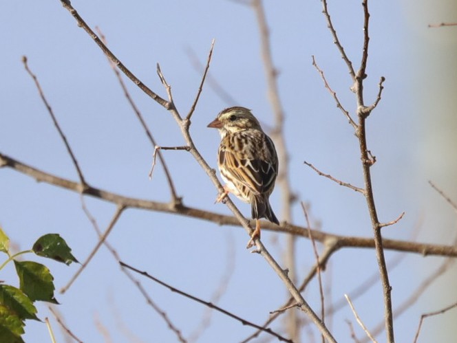 Savannah Sparrow - ML390219381