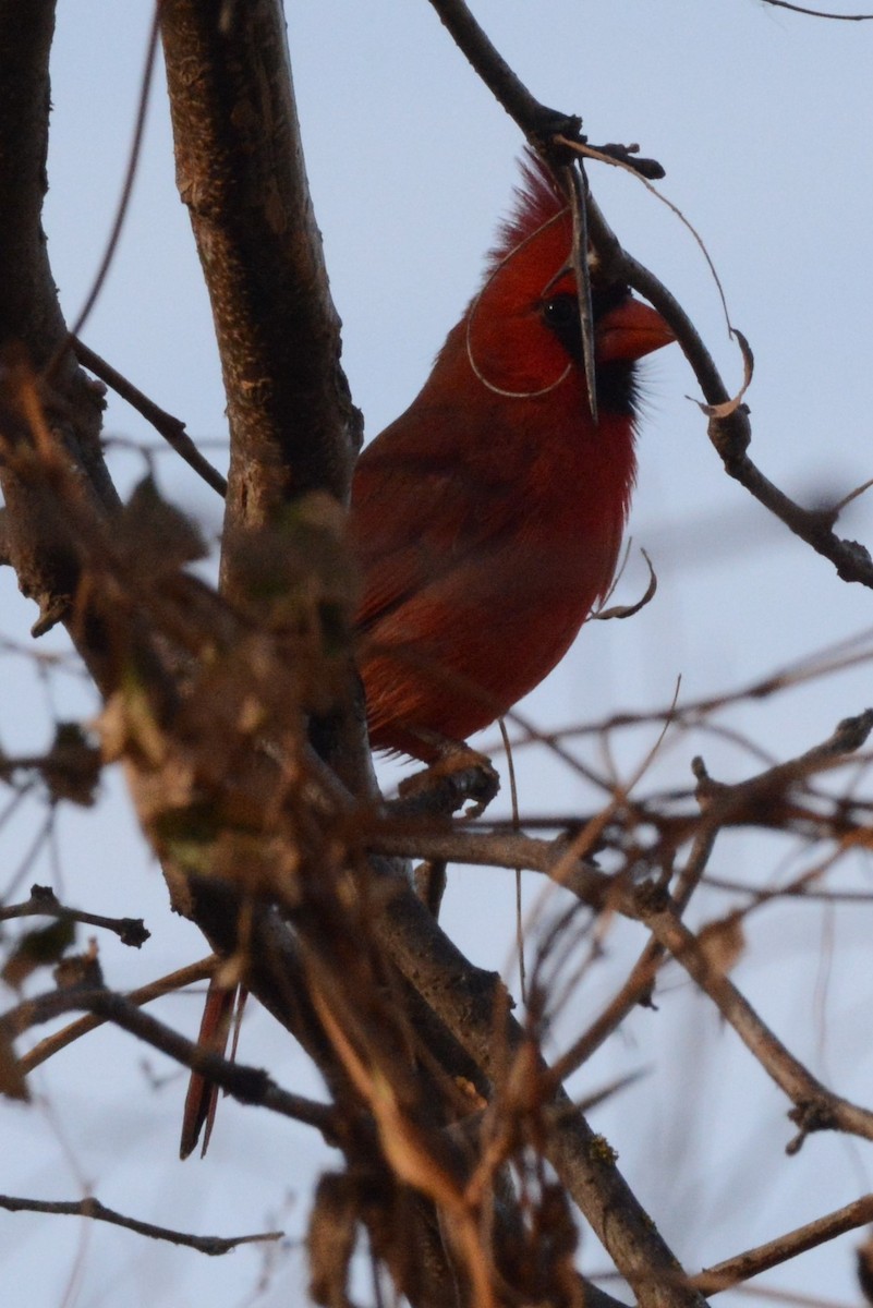 Northern Cardinal - ML390219621
