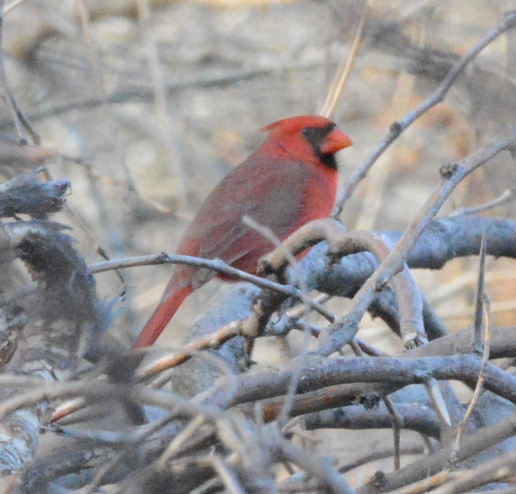 Northern Cardinal - ML390221201