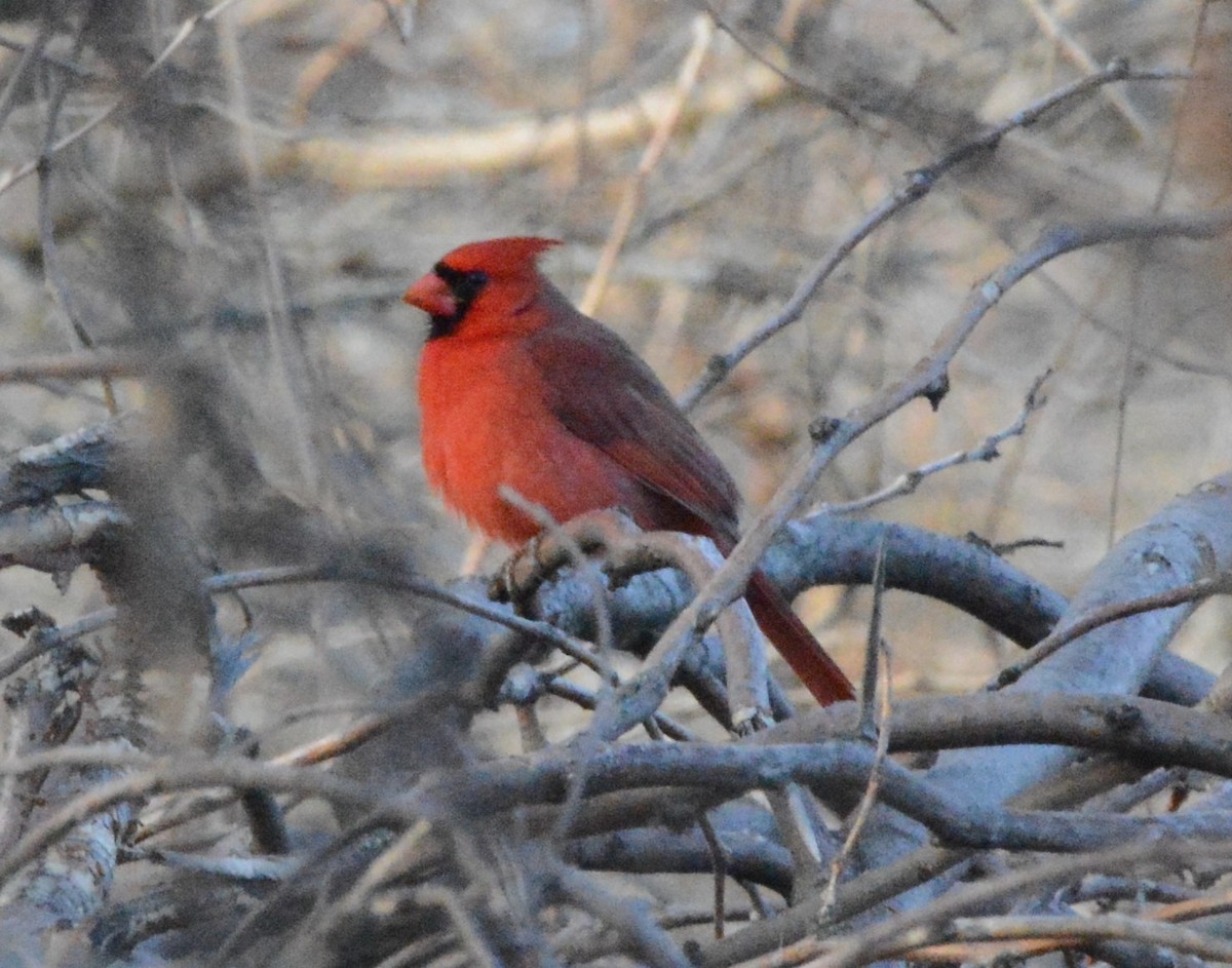 Northern Cardinal - ML390221251