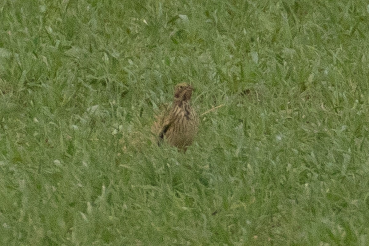 Corn Bunting - ML390227061
