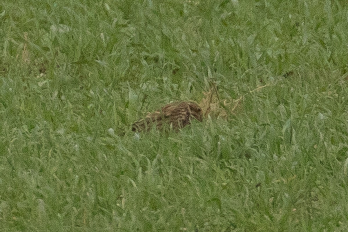 Corn Bunting - ML390227071