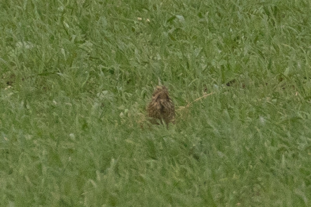 Corn Bunting - ML390227091