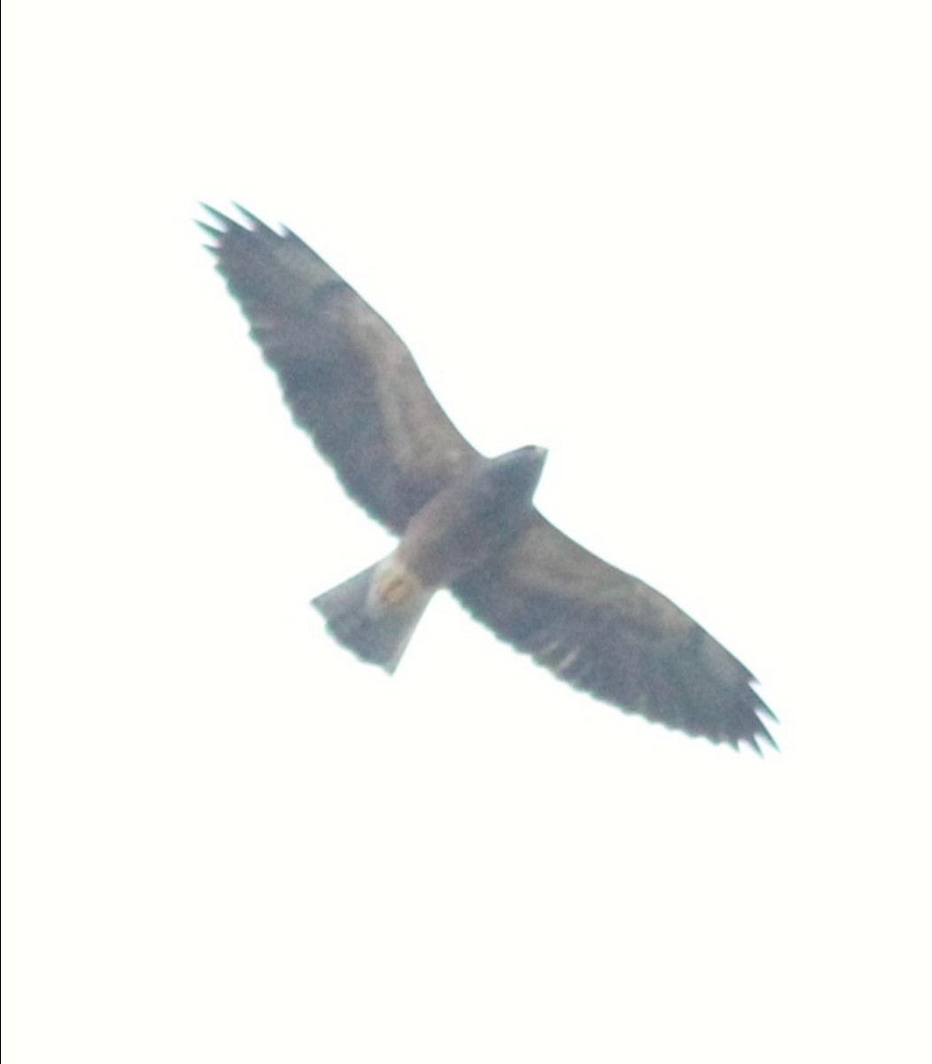 Swainson's Hawk - ML390227211