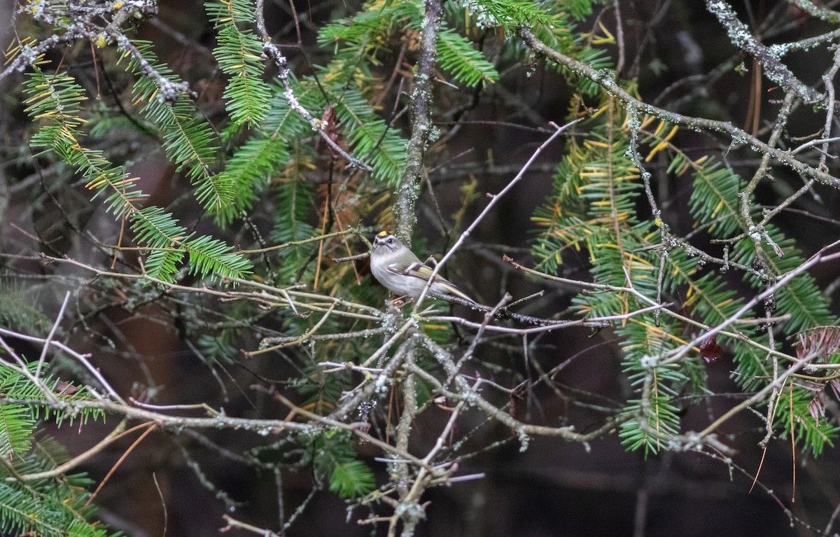 Golden-crowned Kinglet - ML390227491