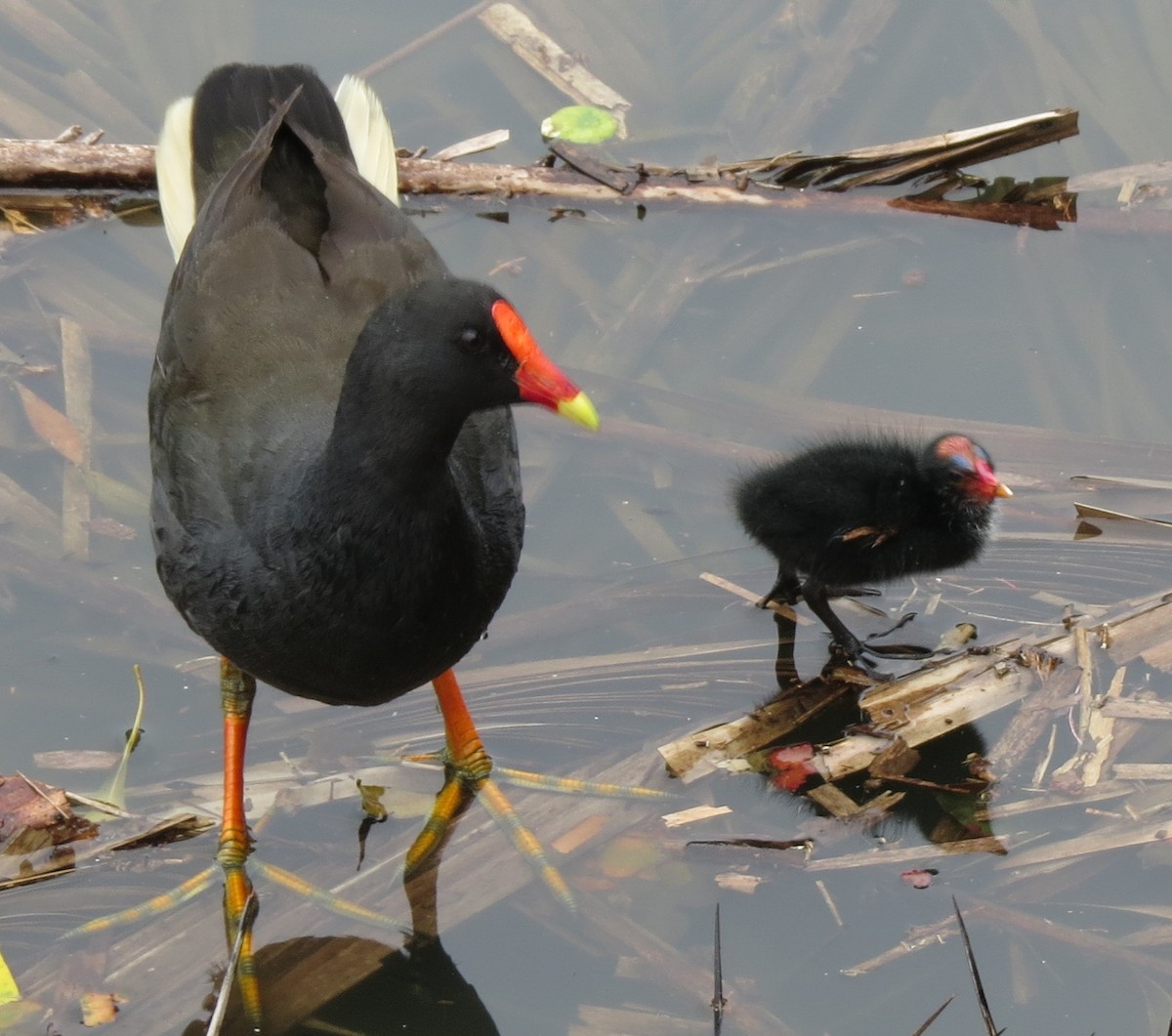 Dusky Moorhen - Alan Coates