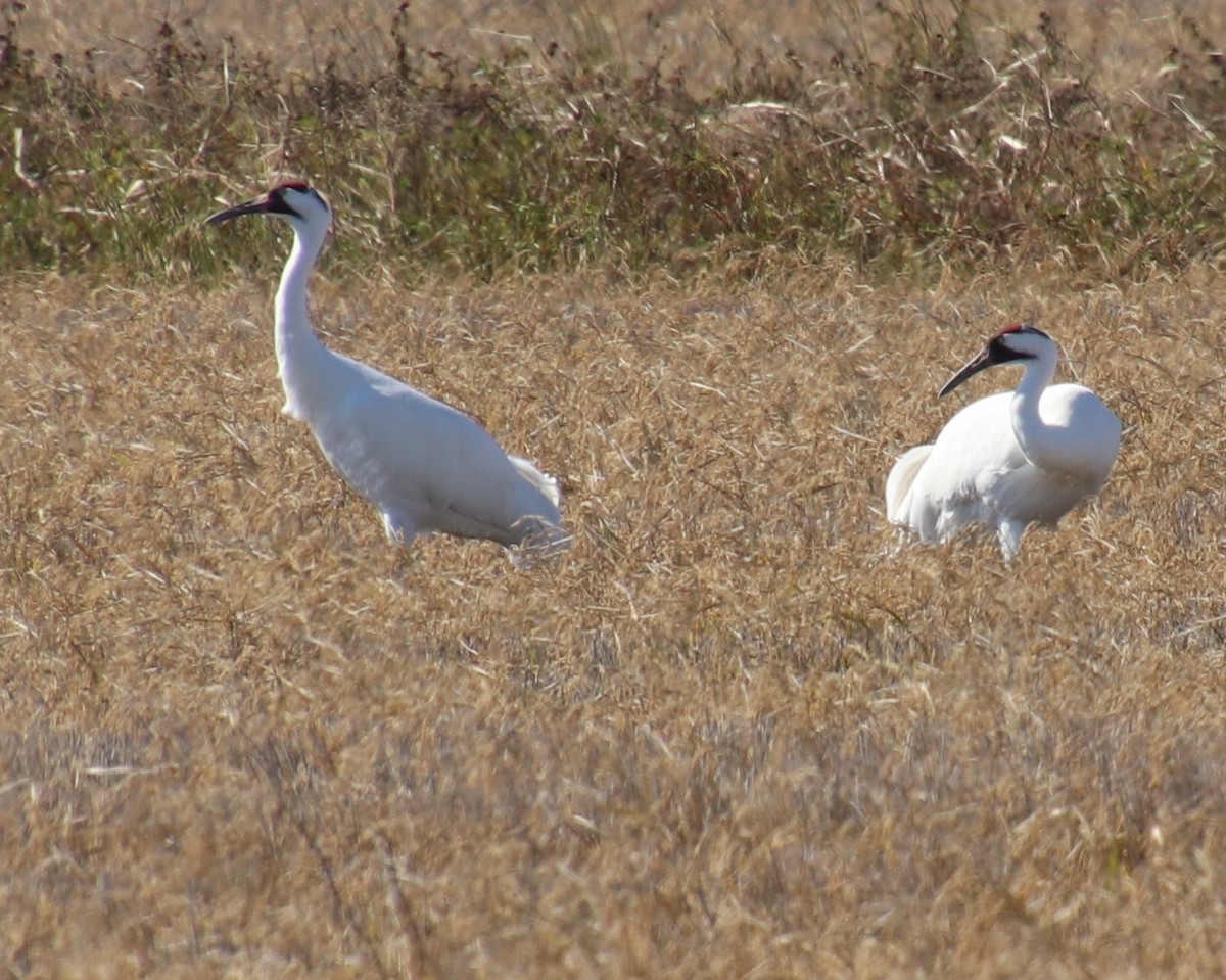 Whooping Crane - ML390229321