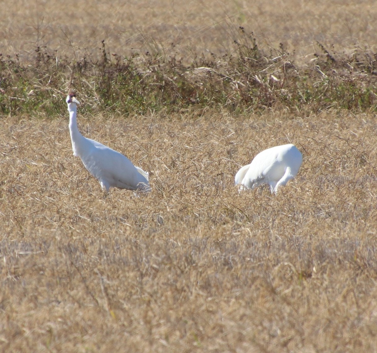 Whooping Crane - ML390229341