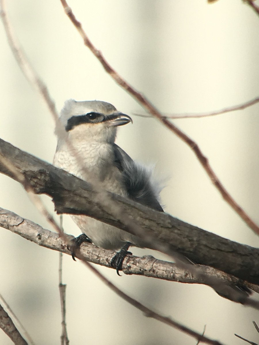 Taigaraubwürger - ML390230881