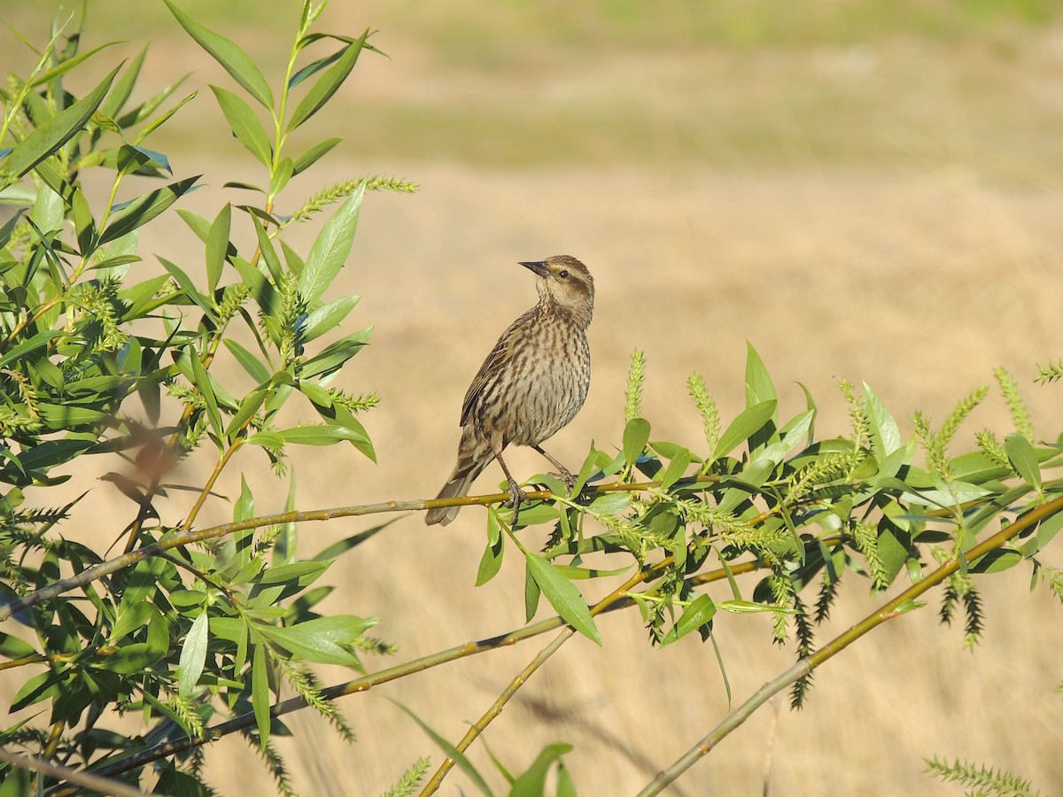 Yellow-winged Blackbird - ML390233071
