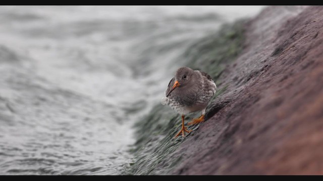 Purple Sandpiper - ML390237381