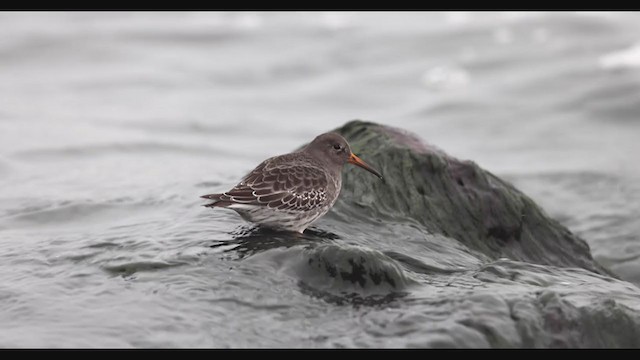 Purple Sandpiper - ML390240281