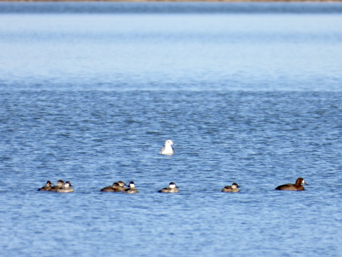 Greater Scaup - ML390240451