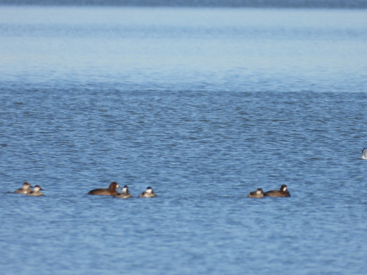 Greater Scaup - ML390240461