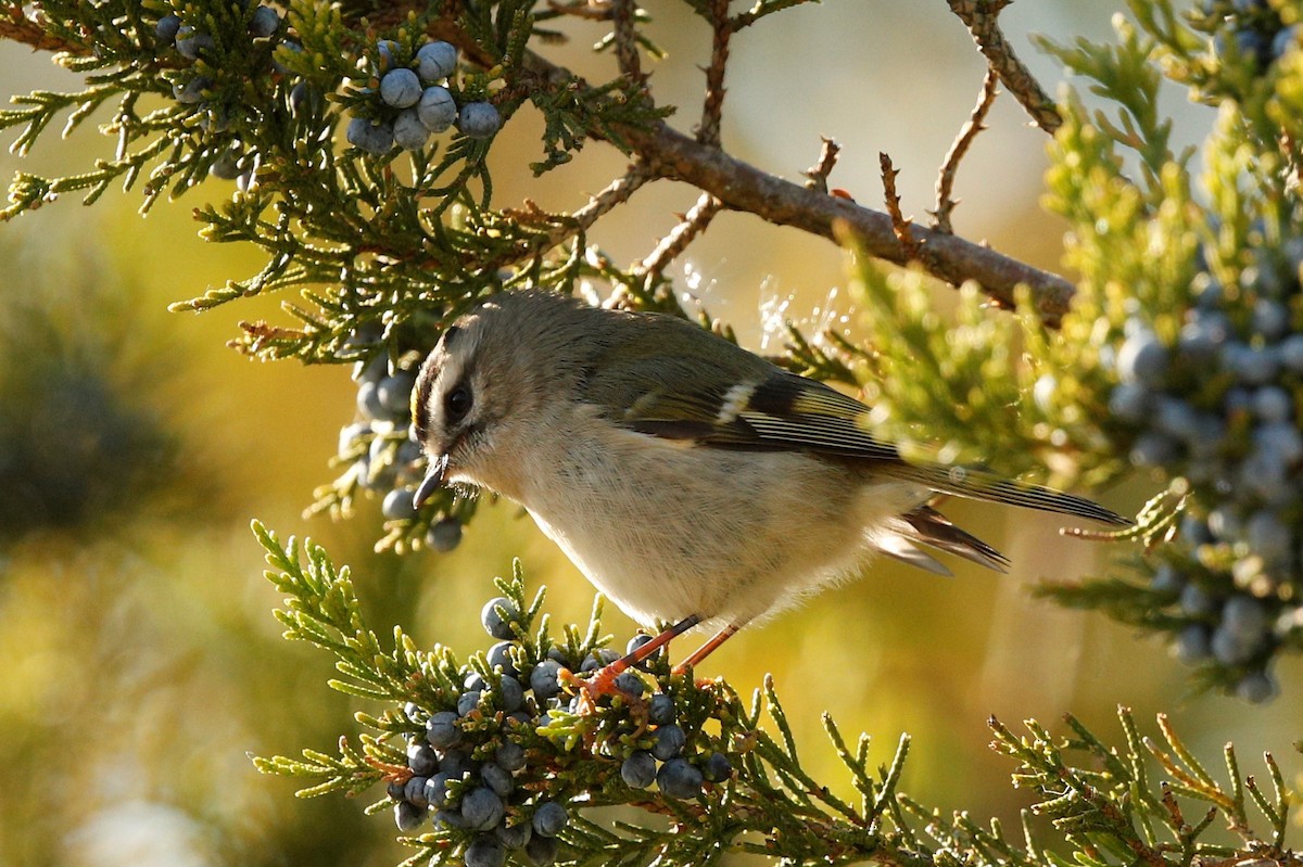 Golden-crowned Kinglet - Jun Tsuchiya