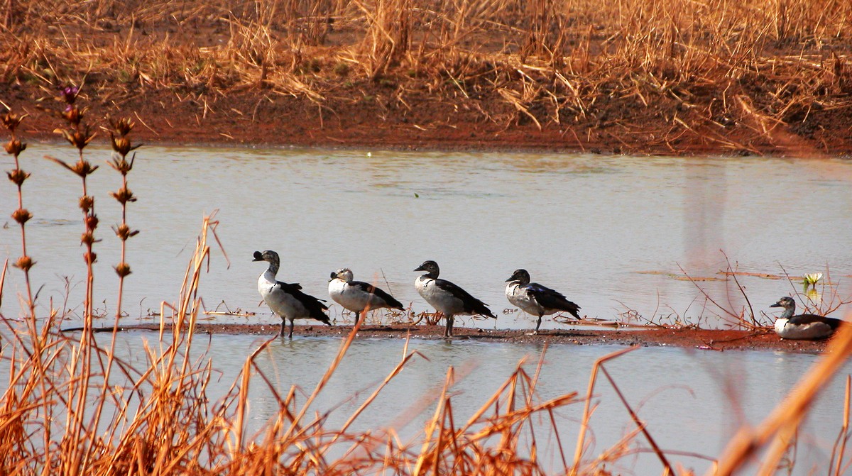 Knob-billed Duck - ML390243381