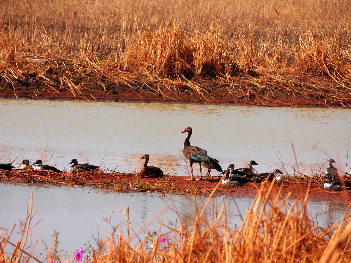 Spur-winged Goose - ML390243421