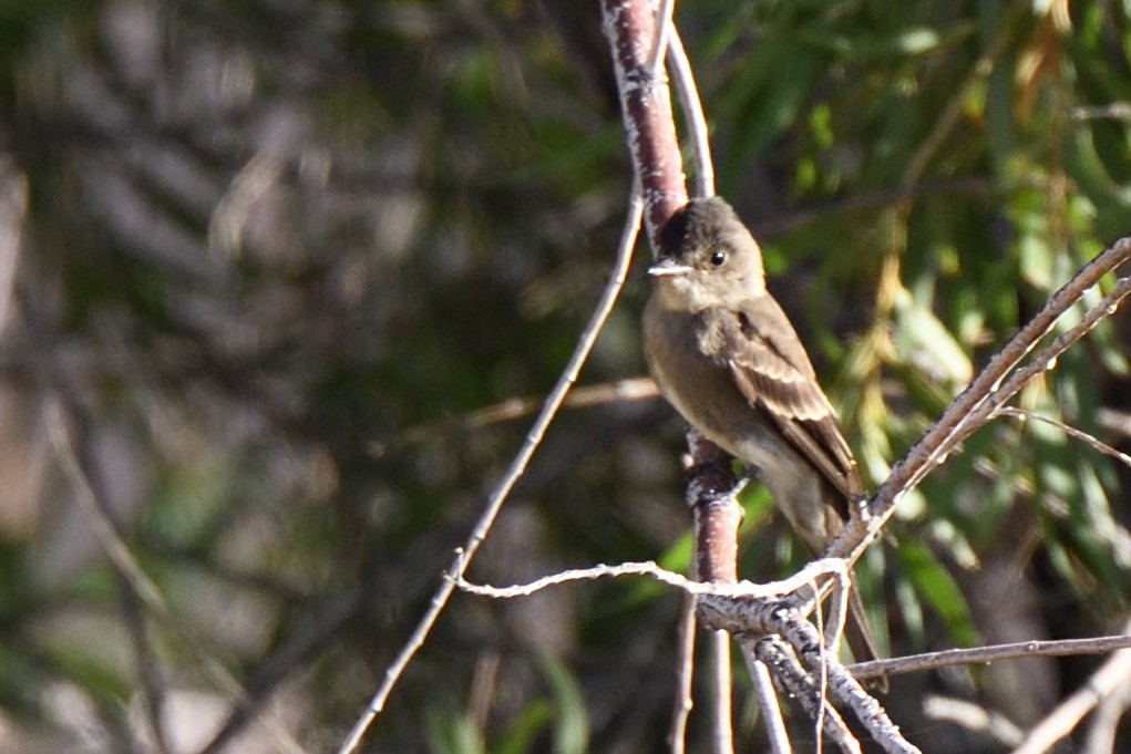 Western Wood-Pewee - ML390243731