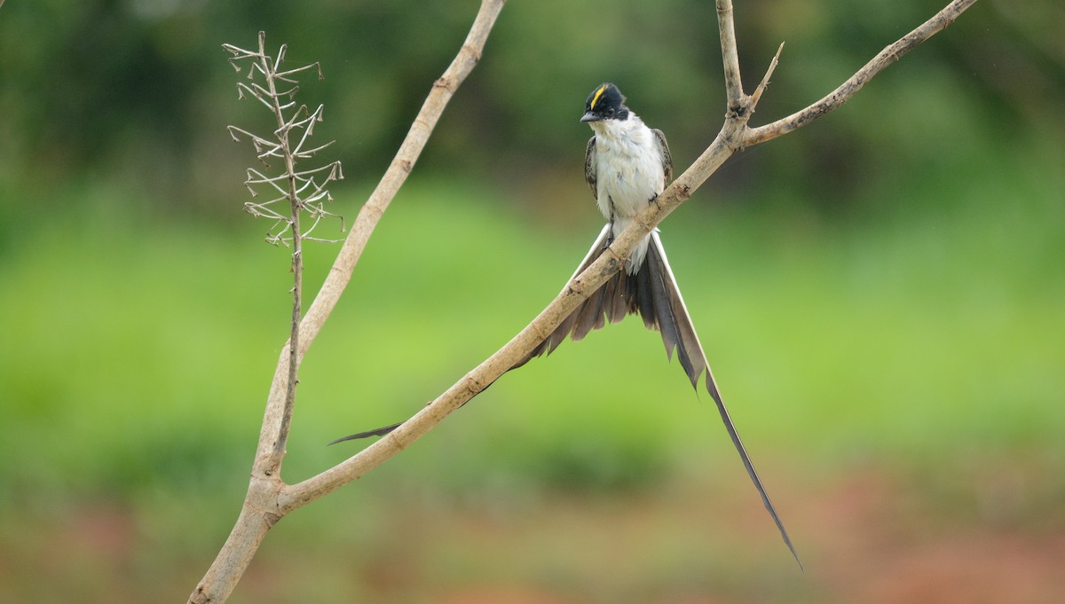 Fork-tailed Flycatcher (savana) - Afonso Carlos  Oliveira