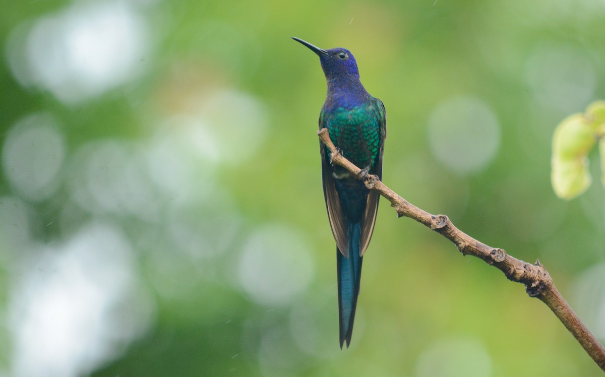 Swallow-tailed Hummingbird - ML390244761