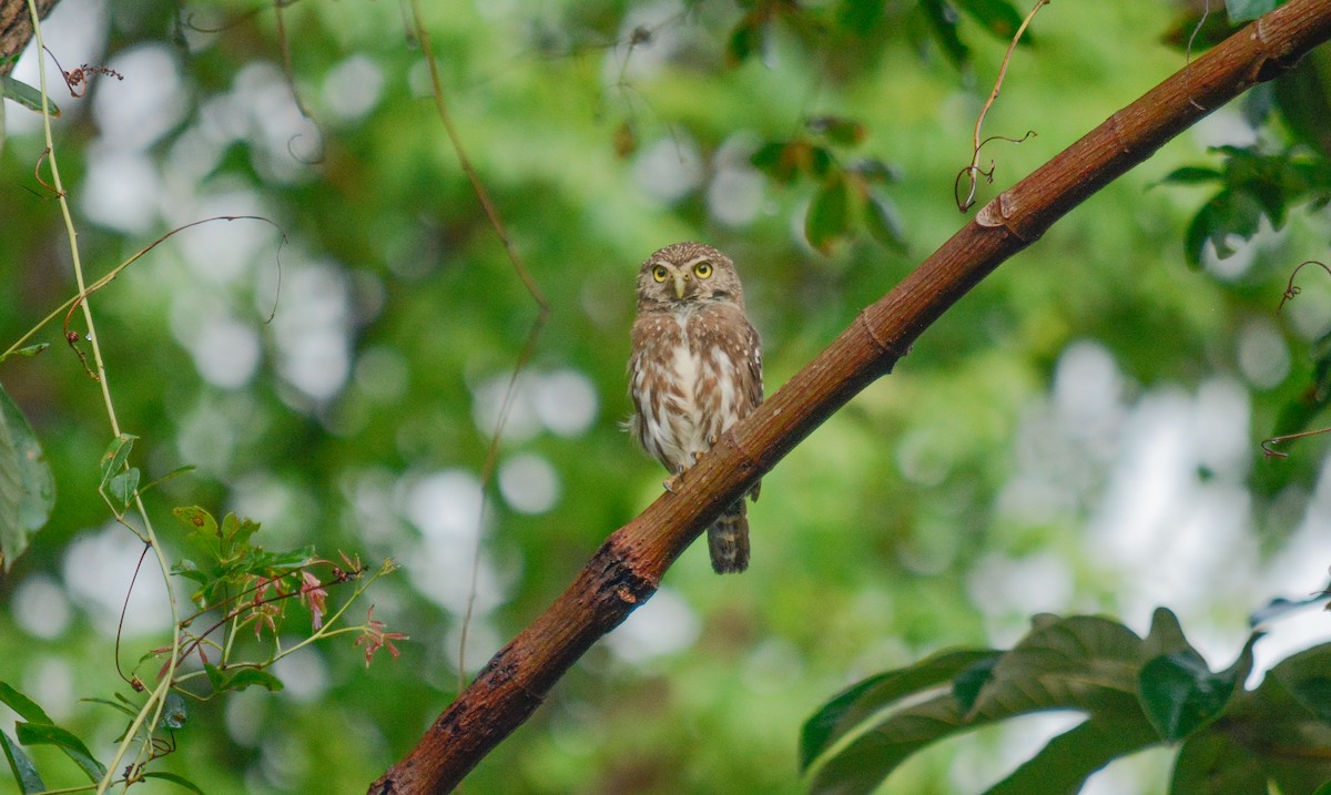 Chevêchette brune - ML390244911
