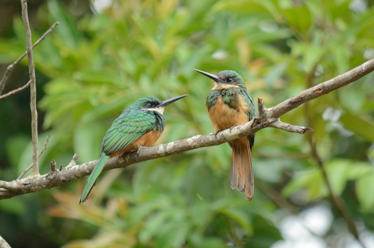 Rufous-tailed Jacamar - ML390245011