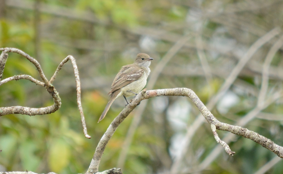 Large Elaenia - ML390245081