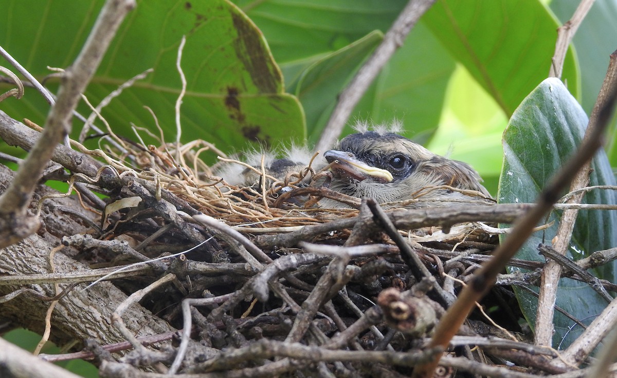 Crowned Slaty Flycatcher - ML390245241