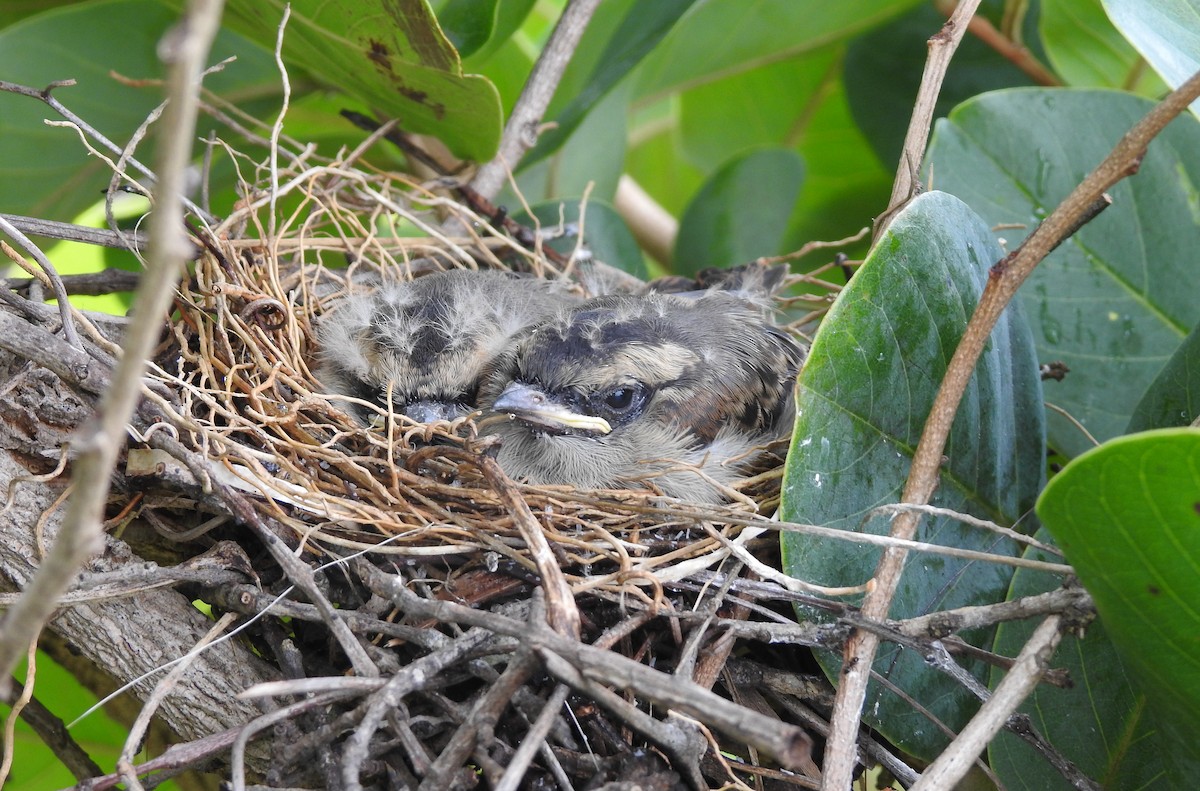 Crowned Slaty Flycatcher - ML390245391