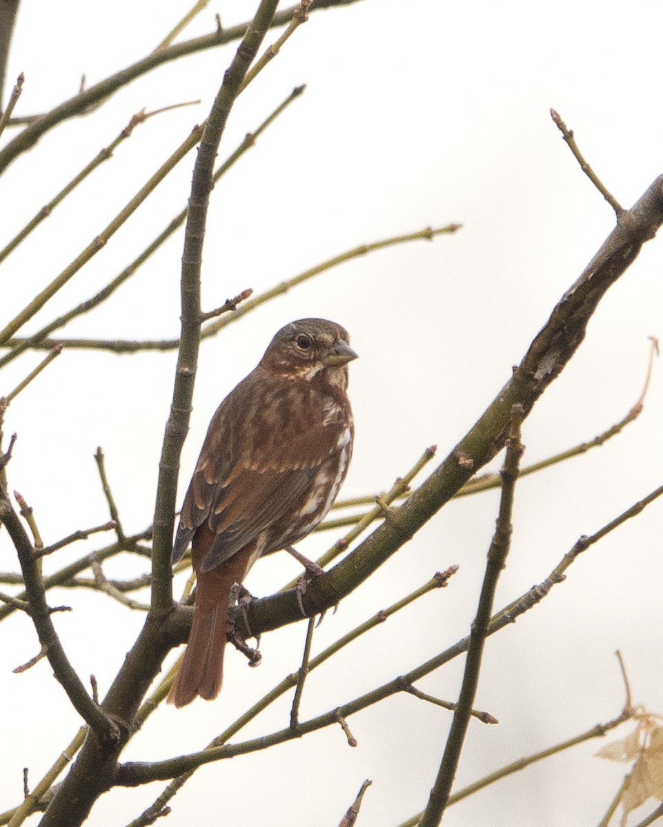 Fox Sparrow - David Boltz