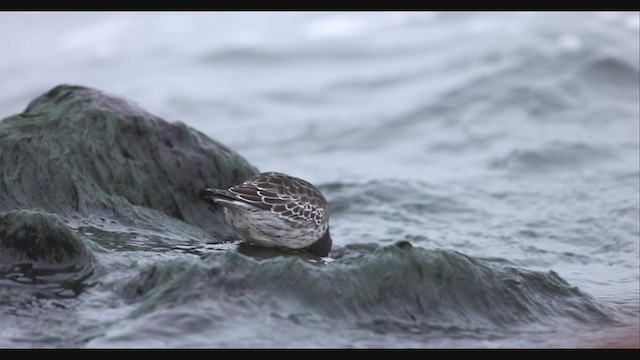 Purple Sandpiper - ML390247231