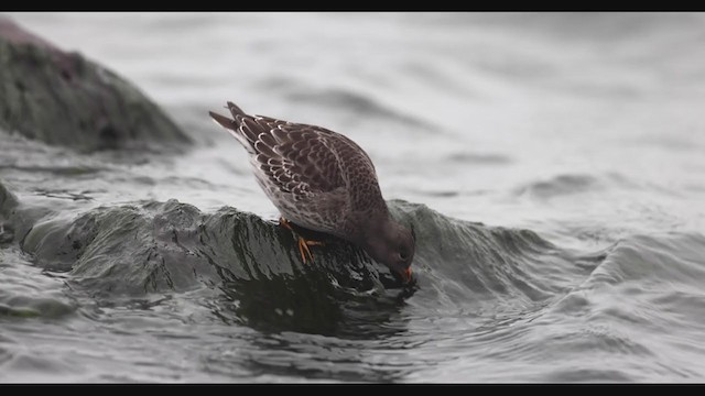 Purple Sandpiper - ML390247251