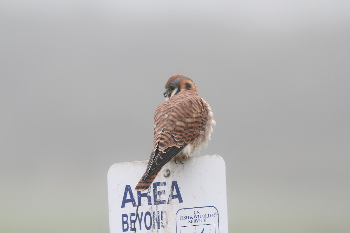 American Kestrel - Henry Lehman